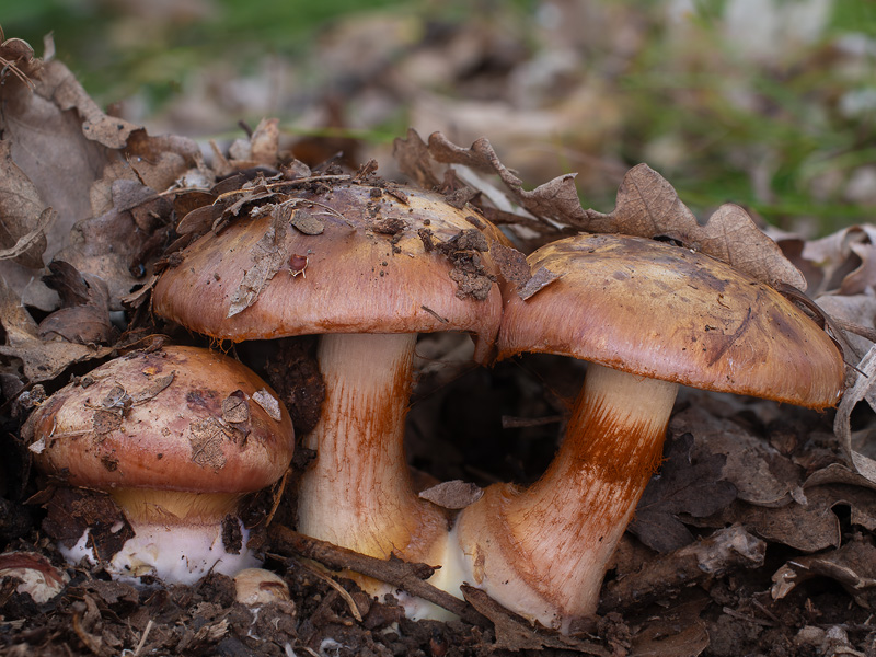 Cortinarius splendificus